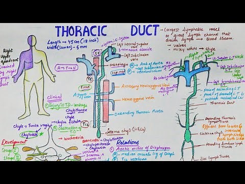 Thoracic Duct | Largest Lymphatic Duct | Anatomy | Course | Tributaries | Clinical