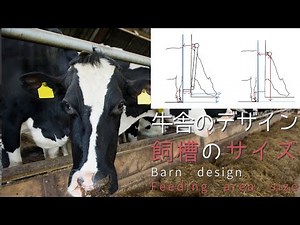 [Dairy Farming] [Detailed Explanation] Free stall barn feeding area size.