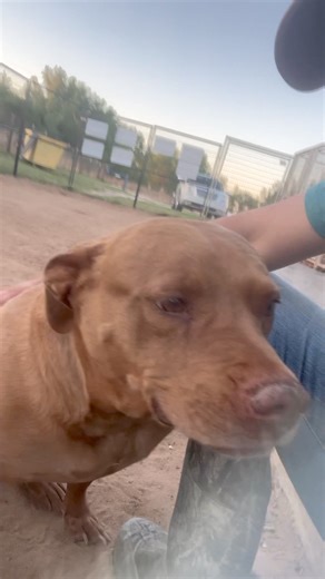 4.4K views · 61 reactions | ONE OF OUR FAVORITE GIRLS! Lexi is senior pibble needing a calm only dog home where she can relax and unwind! Butt/hip massages, neck scratches and kisses win big brownie points with her. Extremely people friendly, but she's not at all amused by new dogs. She's has arthritis and is on hip and joint support. ❤️殺 | WOOF Pet Rescue Society Inc. | Facebook