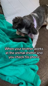 3.8K views · 148 reactions | He’s cheating! #funnyanimals #dogs #cat #catlovers #pets #rescuecats #funnydogs #cute #FunnyCats #cutedogs #funny | Little Luna and Lola | Facebook
