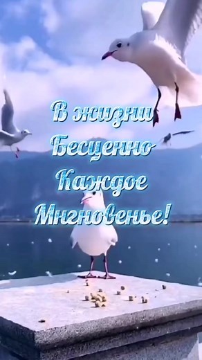 Seagull Behavior and Feeding by the Water