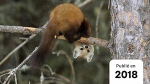 Les animaux sauvages adorables que vous pourriez croiser en vacances au Canada