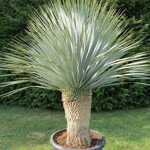 Yucca rostrata - Alchetron, The Free Social Encyclopedia