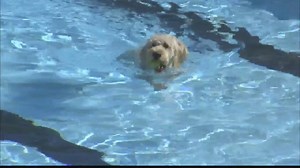 It's HOT out there, so these dogs got to have a pool party in Burbank! 󾌧 | FOX 11 Los Angeles