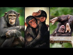 Chimpanzee Behavior and Nature: Insights into Their Social Structure