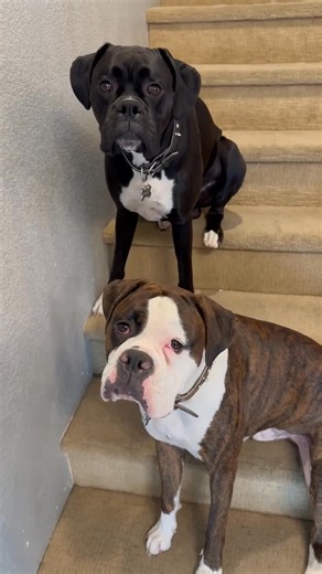 My best friend #foryoupagereelsl #boxerdog #boxerfunny #boxerpuppy #boxerlife #boxers #boxerchallenge #boxerpuppies #foryoupagereels | Boxer Lovers