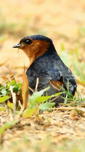 Flight of Freedom: Barn Swallow’s Aerial Ballet 🕊️🌍 #Shorts #beautifuloverland The Barn Swallow, a herald of spring, graces the skies with its aerial grace. With deep blue hues and a distinctive forked tail, it embarks on remarkable migrations across continents. Swift and agile, the swallow darts through the air, expertly capturing insects in mid-flight. Its cheerful chirps fill the countryside, signaling the changing seasons. A symbol of freedom and endurance, the Barn Swallow is a testament 