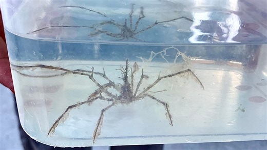 Tampa Bay Watch’s Eco tour highlights marine conservation