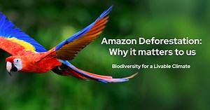 Amazon Deforestation: Why it matters to us