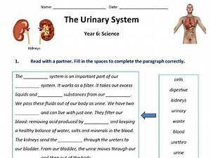 The Urinary System: Introduction Year 4-6 | Teaching Resources