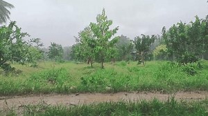 Jardín de frutas tropicales durante la: video de stock (totalmente libre de regalías) 3980071579 | Shutterstock