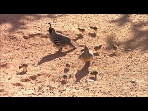 🐣 9 Gambel's Quail Hatchling Chicks | Gambel's Quail Family | Saguaro National Park
