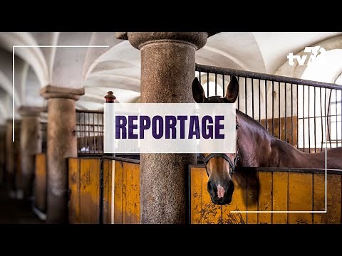 JO 2024 : le monde de l’équitation à Versailles
