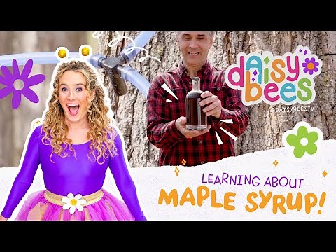 Learn Where Maple Syrup Comes From! Preschool Counting, STEM, Colors