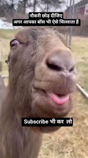 #Funny boss #comedy video #Tips of Baba