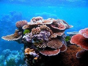 Coral: Utilisations, Effets secondaires, Interactions, Posologies et Avertissements - Vitamines - Suppléments 2026