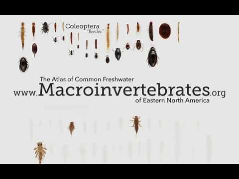 Video Tutorial—macroinvertebrates.org