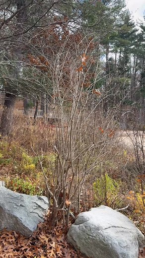 13 reactions | Beautiful but bitterly cold at White Pond today. Polar plunge time? | LivingConcord.com | Facebook