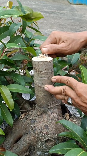 3.7K views · 177 reactions | Cutting branches for canals  #bunut #bonsaitree | Karimun Java | Facebook