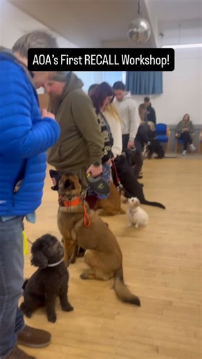 The AOA Academy on Instagram: "✨ Recall Workshop Highlights ✨ Our very first recall workshop was a huge success, and we couldn’t be prouder of the dogs (and their humans 🐾) Dogs of all breeds, ages, and abilities came together to work on building a truly bomb-proof recall — even when it really mattered. In this reel you’ll see just a snippet of what we worked on: • Recall out of sight • Recall around food and toys • Recall away from other dogs Real-life distractions, real-world skills, and real