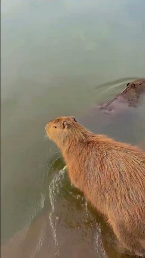 Wild Capybara Takes a Refreshing Swim! 🌊🐹 | Relaxing Animal Moments#shortvideo