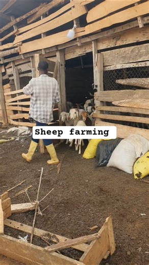 Smart Small Sheep Farming That Makes Money