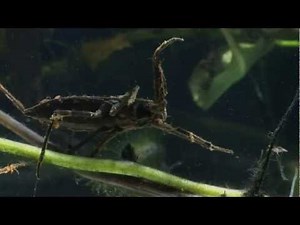 Predatory Water Scorpion