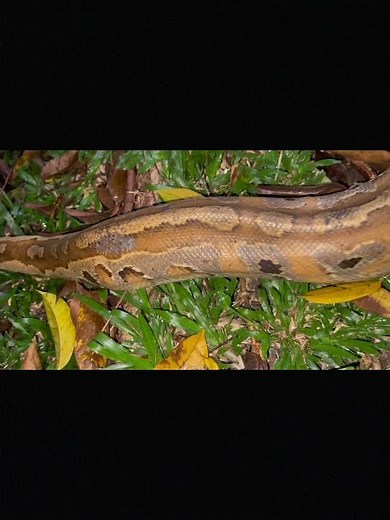 Malayan Blood Python (Python brongersmai)