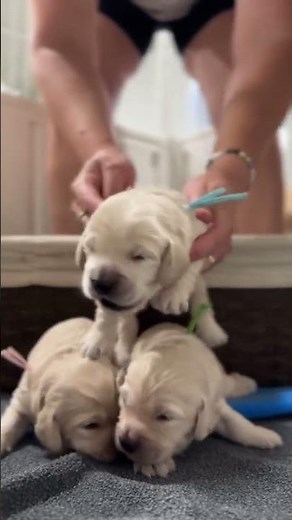 🐾✨ Get up close and personal with the adorable miniature golden retriever puppies from our Golden