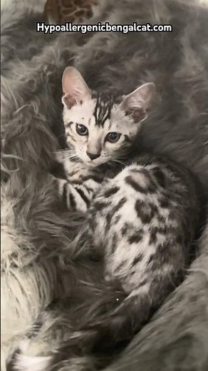 Silver bengal cats for sale