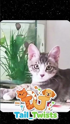 Funniest Cats Ever 😹 | Crazy Meows, Epic Fails & Cute Moments Compilation 🐾