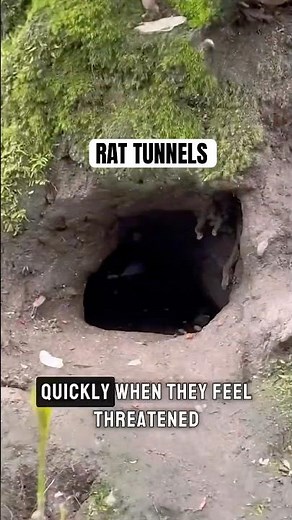 Severe Rat Infestation! Multiple Rat Burrow Holes Found | Pest Control Vancouver