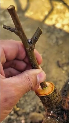 木の接ぎ木作業