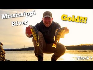 Perch Fishing the Mississippi River in SPRING | PRE-SPAWN Perch Fishing on Mississippi River BEACH!
