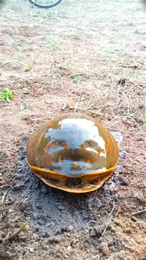 beautiful Turtle 🐢 #jwildlifetv