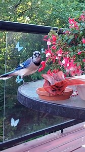 ❤️ cardinal vs bluejay ❤️ #backyardbirds #Cardinals #bluejays #birdfeeder | Amy Yu