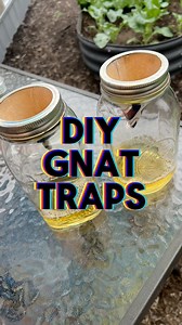 20K views · 653 reactions | I made a couple of my DIY gnat / fruit fly traps for tye garden, these work great indoors but with the current weather situation its difficult to tell how effective they are outdoors. #garden #gardening | Dirty Punk Gardening | Facebook