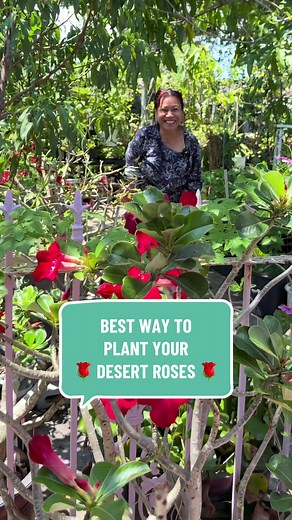 Best Way to Plant Your Desert Roses 🌹