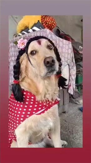 cute simba's make up#funny post #yt shorts 👌😆😆🤪🤪😂😂