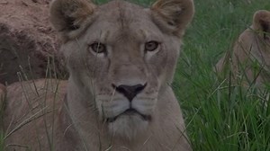 7.9K views · 21 shares | 【いよいよ明日よりナイトアドベンチャー】...