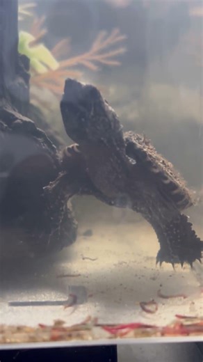 Godzilla the snapping turtle