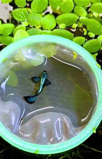 DUMBO GREEN, vẻ đẹp bí ẩn.