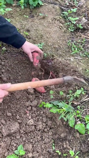 Discover the Wild Veggie Adventure: A Novice's Guide for Culinary Experts