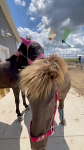 Everyone told us to try dragon fly clips to keep the bugs off Kommi, so here we go. | IamGlytja