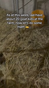 Is Goat Farming Profitable? Let’s do the math together.. contact us on https://linktr.ee/contactfia #semanhyiafarms #farminginafrica #goatkids #goat🐐 #agriculture #farminputs #ghanatiktok🇬🇭 #nigeriatiktok🇳🇬🇳🇬🇳🇬 #profits | Farming In Africa