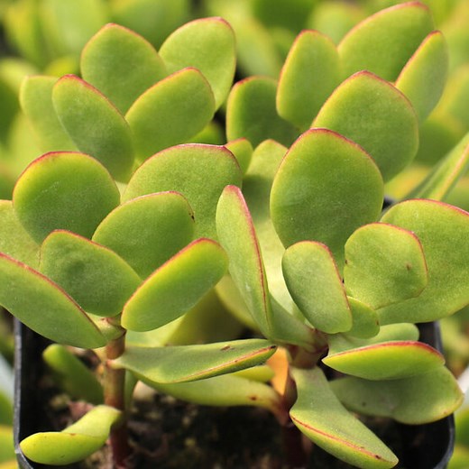 Crassula pubescens ssp. radicans - Small Red Carpet Stonecrop