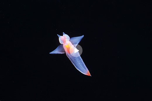 These tiny, angelic-looking, flying sea creatures may look innocent and charming, but in reality they are anything but - as their menacing side proves | Discover Wildlife