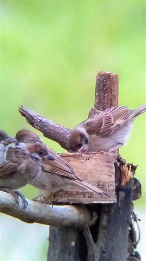 Supaya sparrow TDK begitu oleng pagi ini kita sediakan mangkut keramat satu lagi biar cepet Monet😁✌️ #BurungPrintil #SparrowUdin #BurungSubstitusi #FotoBurung #Photography #HighlightVideo | Dedy Susanto