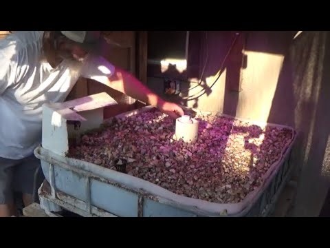 Episode371 Planting celery, lettuce and spinach seeds in the aquaponics