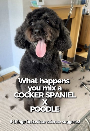 Cockapoo Traits: 6 Cocker Spaniel & Poodle Mix Behaviors Explained